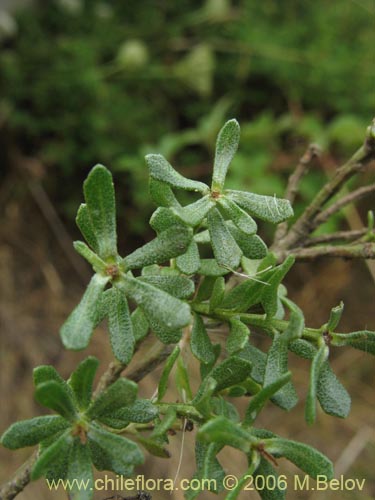 Фотография Baccharis rhomboidalis (baccharis L.Maule). Щелкните, чтобы увеличить вырез.